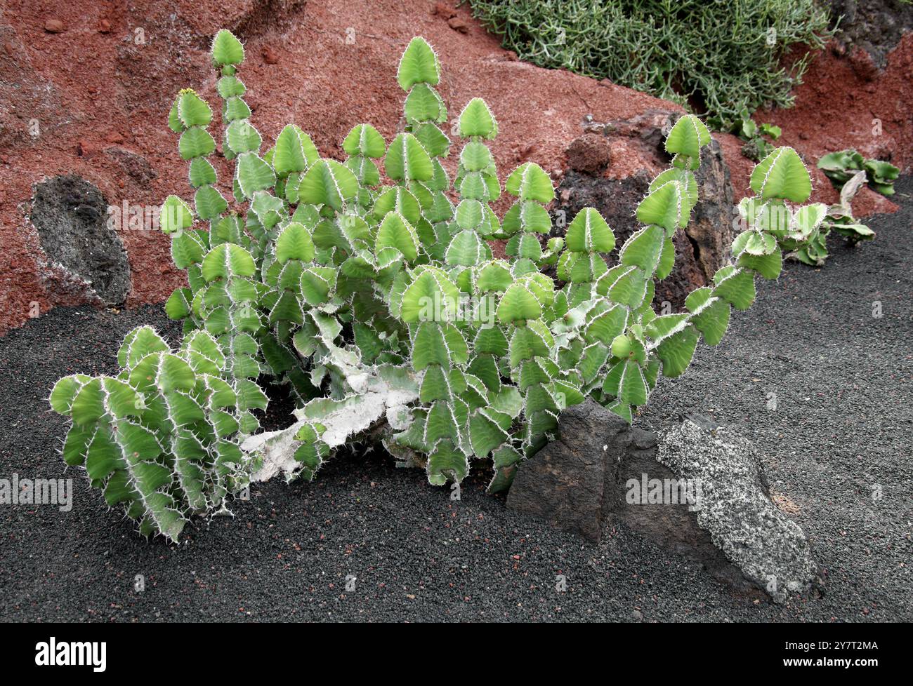Cactus, Euphorbia grandialata, Euphorbiaceae. Transvaal, Afrique du Sud. Jardin de Cactus, Guatiza, Lanzarote, Îles Canaries, Espagne. Banque D'Images