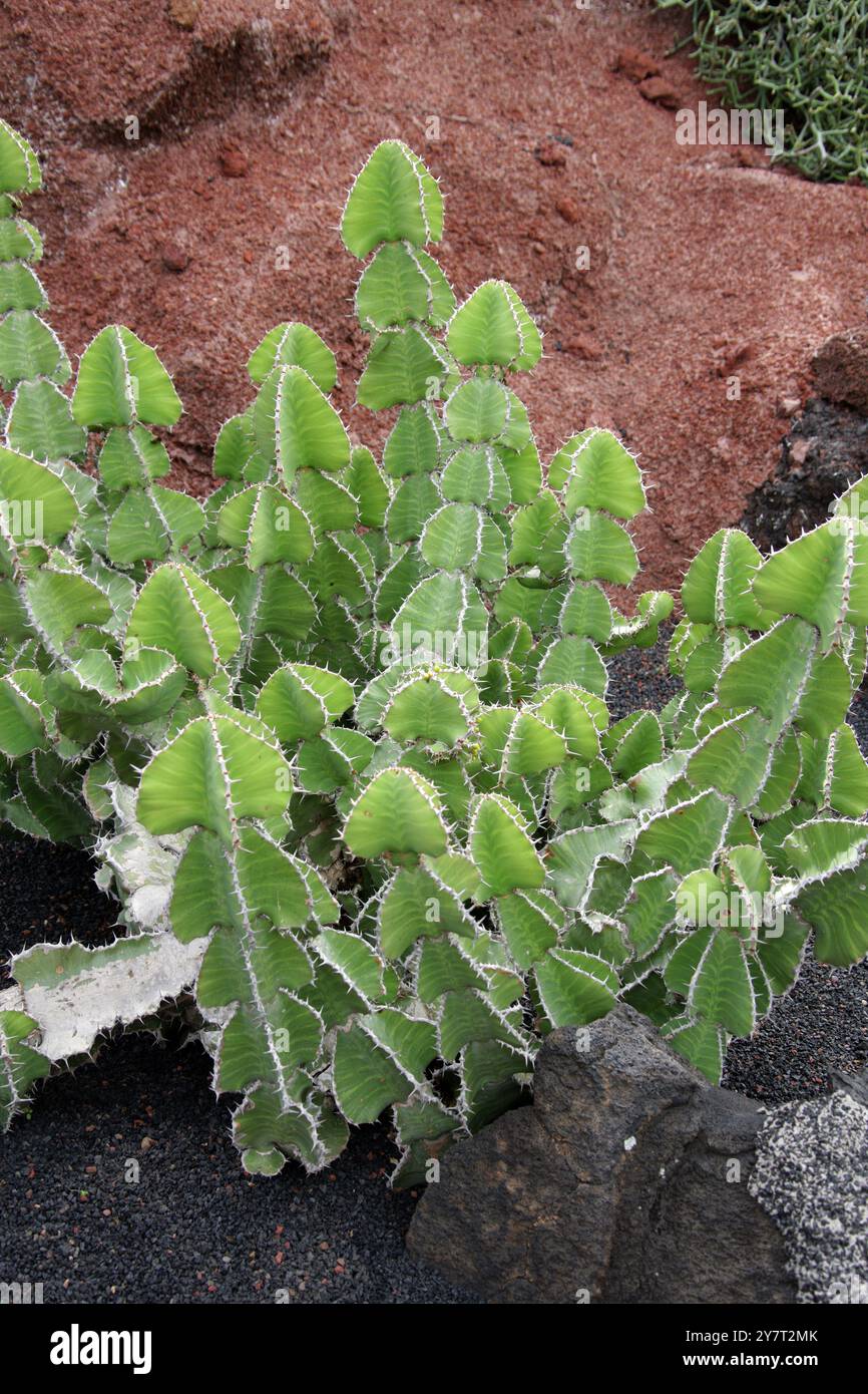 Cactus, Euphorbia grandialata, Euphorbiaceae. Transvaal, Afrique du Sud. Jardin de Cactus, Guatiza, Lanzarote, Îles Canaries, Espagne. Banque D'Images