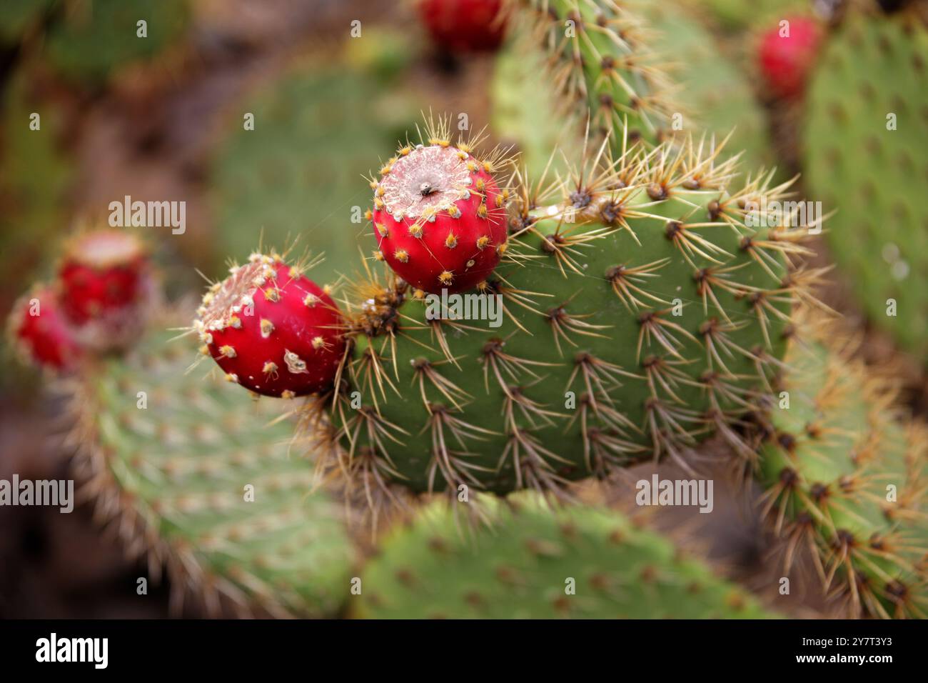 Cactus de la poire à Barbarie, Opuntia littoralis, Cactacées. Mexique, Californie Baja. Jardin de Cactus, Guatiza, Lanzarote, Îles Canaries, Espagne. Banque D'Images