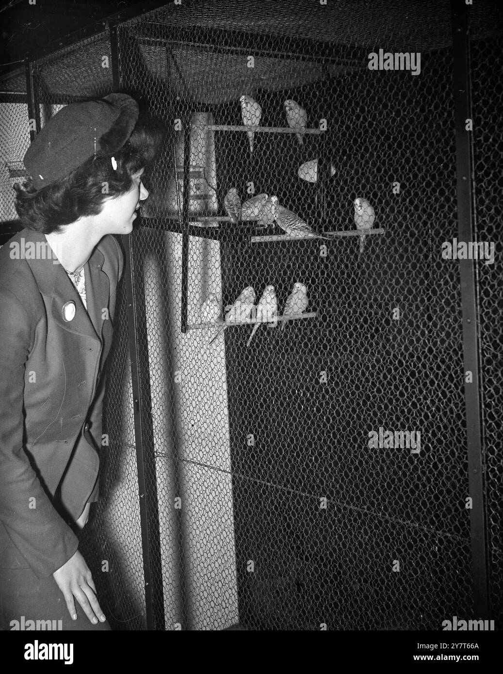 PRINCESSE BUDGIES derrière une double épaisseur de treillis métallique à Olympia , Londres , sont quelques-uns des 20 beaux budgerigars colorés de la princesse Elizabeth . Ils sont exposés dans l'exposition nationale des oiseaux de cage, qui ouvre aujourd'hui et se déroule jusqu'à samedi . 13 décembre 1950 Banque D'Images