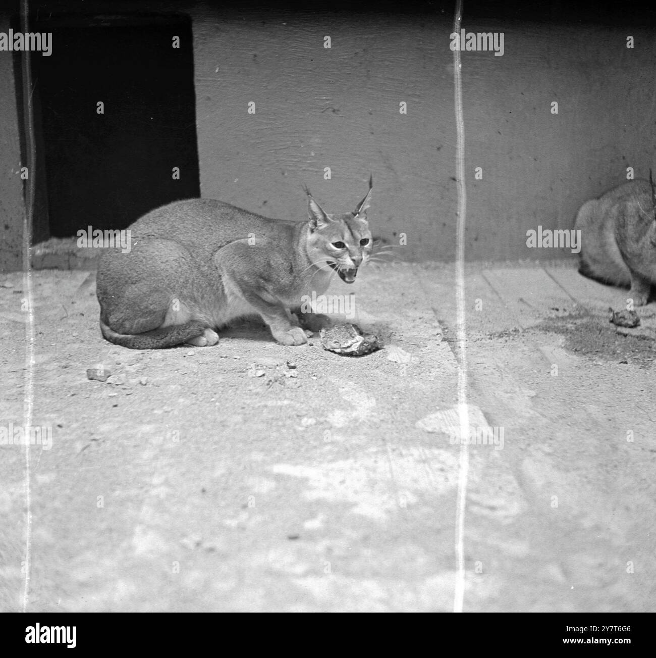LOOK TOUGH Charlie, le Lynx rouge du zoo de Glasgow, est un client difficile à satisfaire. Non seulement sa ration de viande semble généreuse, mais elle est livrée à ses quartiers aussi bien. Pourtant, il trouve toujours quelque chose à harceler. 22 décembre 1950 Banque D'Images