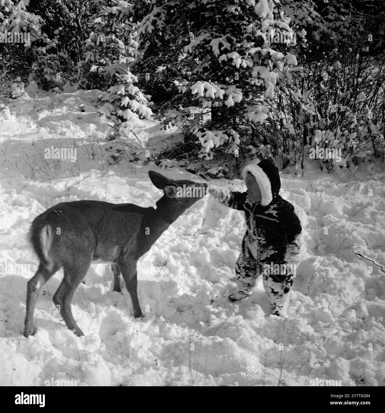 JUNIOR SANTA Reindeer sur son costume, un vrai cerf pour un animal de compagnie. Et avec beaucoup de neige brillante, il n'est pas étonnant que David Crampton, 15 mois de Warren, dans le nord de l'Ontario, Canada, se sente si à l'aise dans une capuche de Père Noël. 21 décembre 1950 Banque D'Images