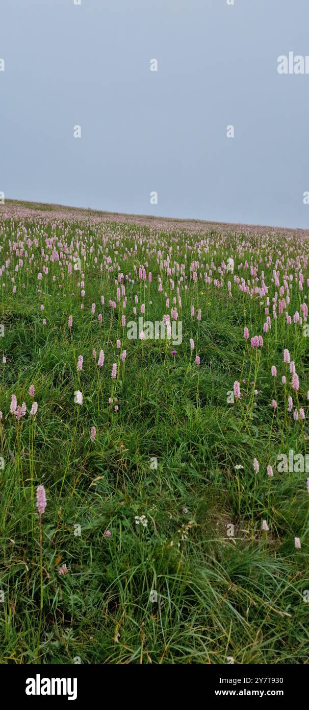 Fleurs sauvages colorées rose clair sur une pente du mont Baldo près du lac de Garde dans les Alpes italiennes Banque D'Images