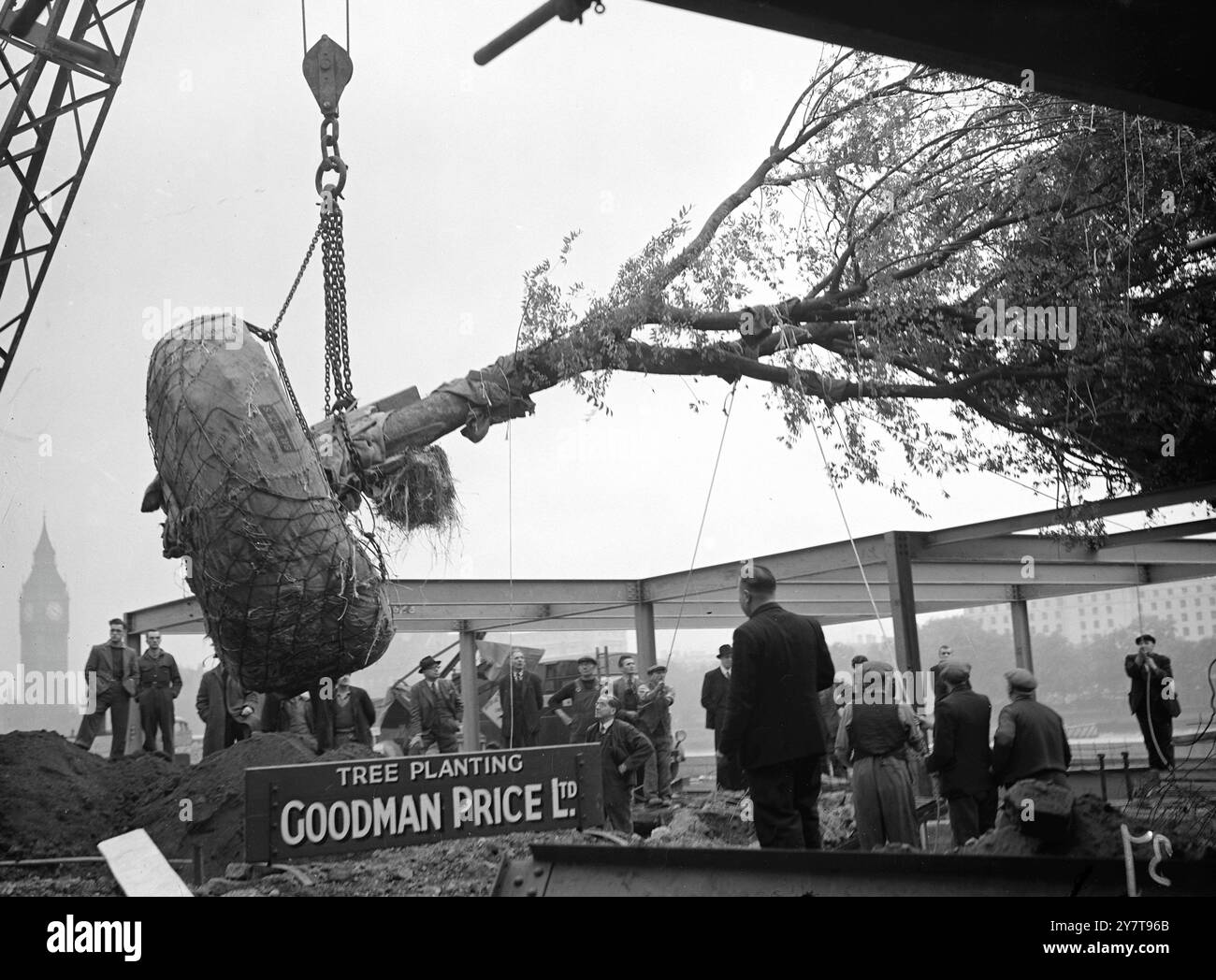 PLANTER Un ARBRE DU FESTIVAL - PAR GRUE Un orme d'eau de quarante pieds de haut, le premier des soixante-neuf arbres à être plantés sur le site du Festival of Britain, celui-ci par Crane en position de plantation sur la rive sud de la Tamise, Londres. L'arbre pousse depuis cinquante ans à la pépinière Westhill, Winchester, Hampshire, où il a été planté par le père de M. Harold Hillier. Il a fallu douze hommes et un treuil pour creuser l'arbre de traîner hors de sa prise de route. L'orme pèse environ 40 t. 19 octobre 1950 Banque D'Images