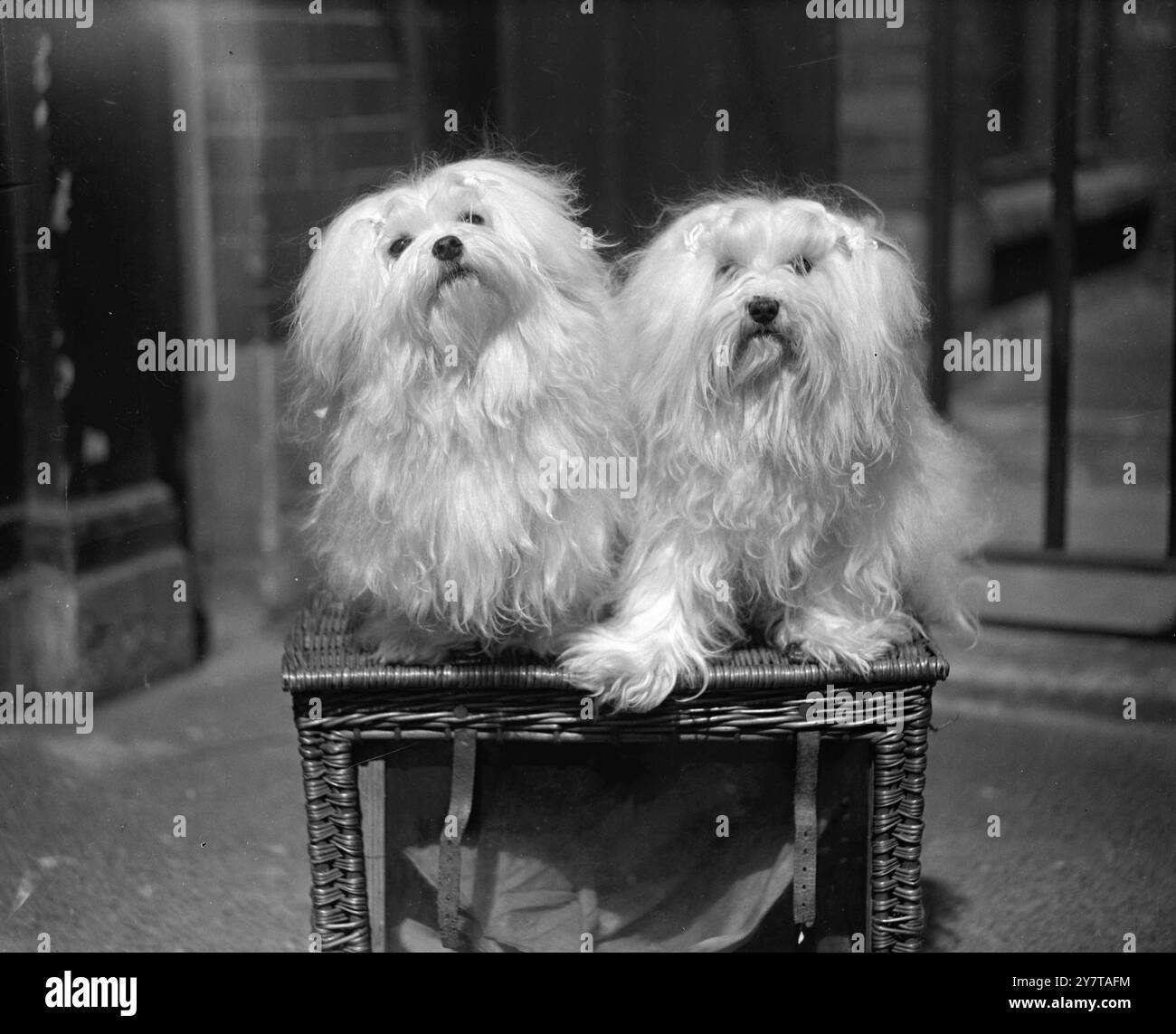 MAL VÊTUS POUR LA SAISON 13 mai 1950 avec l'arrivée soudaine du temps chaud de source, ces deux terriers maltais peuvent trouver natures épaisses manteaux légèrement inappropriés pour la saison. Il s'agit de Harlingen Mystic Moon (propriété de Miss A Roberts) et Harlingen sensation (propriété de Mrs C Roberts). Les propriétaires de Barnet Gate, Herts sont mère et fille. Les chiens sont photographiés ici au Tring Hall, Great Portland Street, aujourd'hui (samedi) Banque D'Images