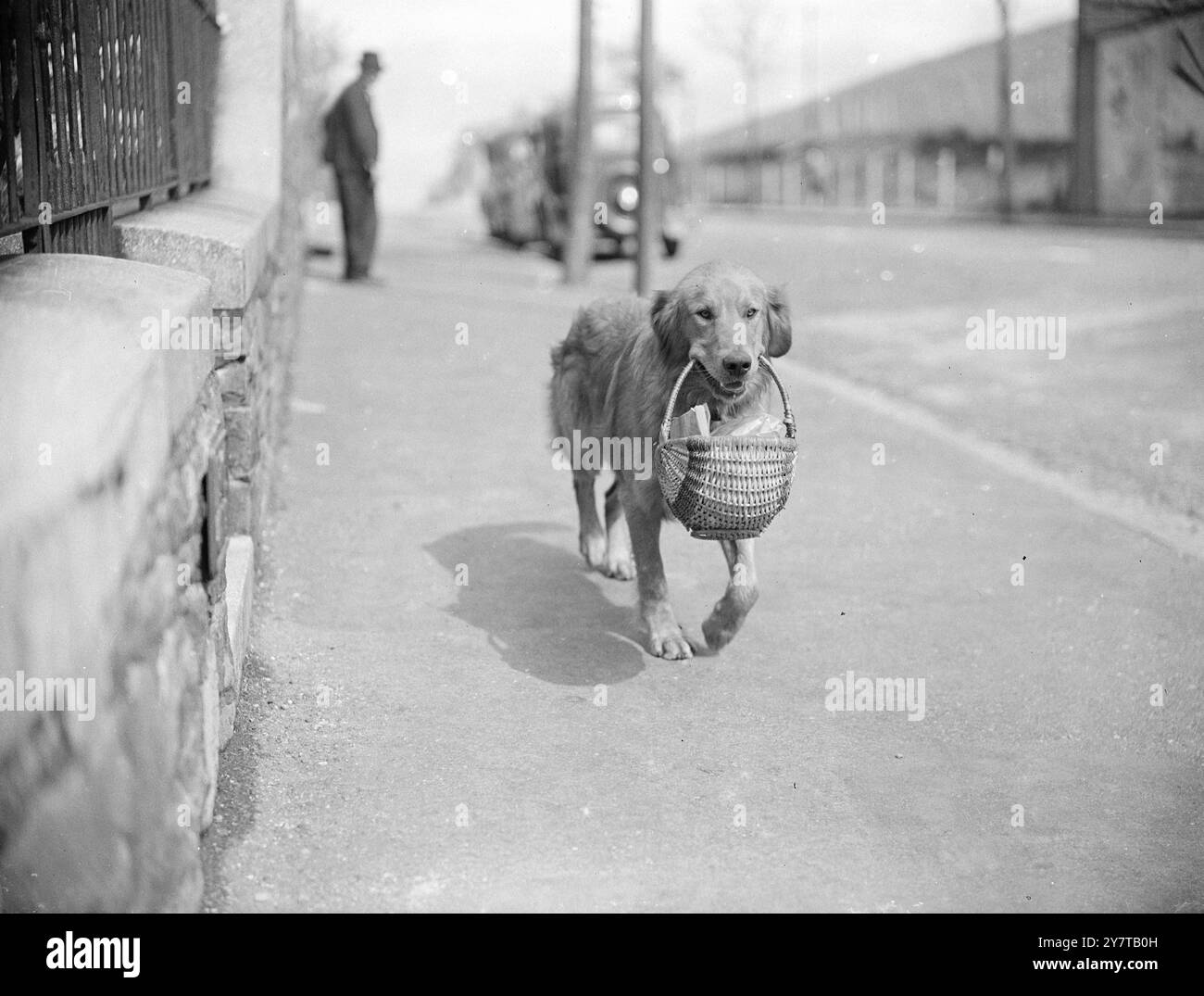 LE JOINT EST Une TENTATION VAINE DE SABLE DIGNE DE CONFIANCE 4 mai 1950 Sandy, un Golden Retriever de 18 mois, est placidement lié à la maison comme il est photographié ici, les dents serrées dans le masquet en osier qui contient le joint familial. Appartenant à M. F C Clarke de Bedminster, Bristol, le chien résiste particulièrement aux tentations. M. Clarke l'envoie un demi-mile à la boucherie, non accompagné, pour les rations de viande de la famille. Et bien que l'odeur succulente de la viande crue plane à seulement un pouce sous ses narines, Sandy ne s'est jamais encore arrêté pour se rafraîchir sur le chemin du retour. Banque D'Images