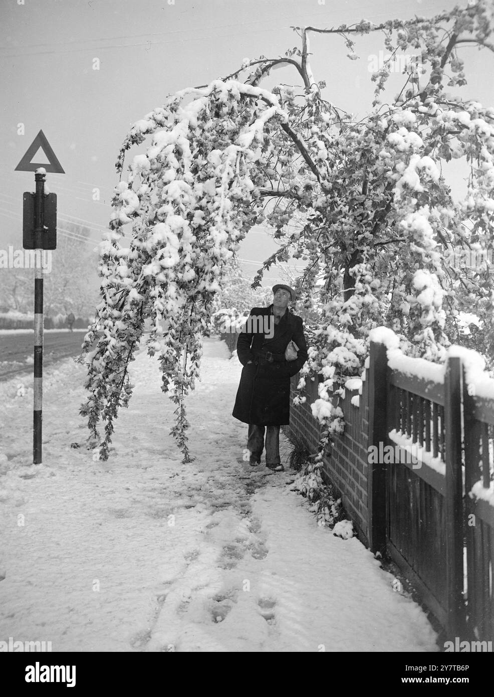 FLEUR DE NEIGE 26 avril 1950 pesé sur le sol recouvert de blanc avec sa fleur de neige est ce cerisier à West Wickham, Kent, photographié aujourd'hui (mercredi) après les nuits fortes chutes de neige. Banque D'Images