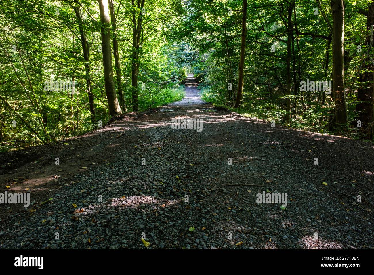 Étendue sur le territoire des entités de Colfontaine, Dour, et Frameries, la forêt de Colfontaine compte 750 ha de nature sauvage est protégée. Elle e Banque D'Images