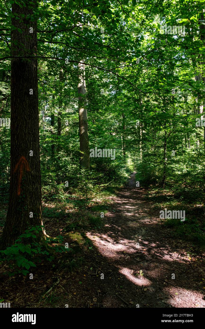 Étendue sur le territoire des entités de Colfontaine, Dour, et Frameries, la forêt de Colfontaine compte 750 ha de nature sauvage est protégée. Elle e Banque D'Images