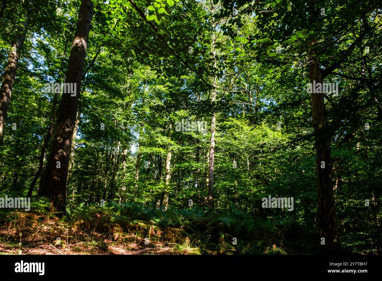 Étendue sur le territoire des entités de Colfontaine, Dour, et Frameries, la forêt de Colfontaine compte 750 ha de nature sauvage est protégée. Elle e Banque D'Images