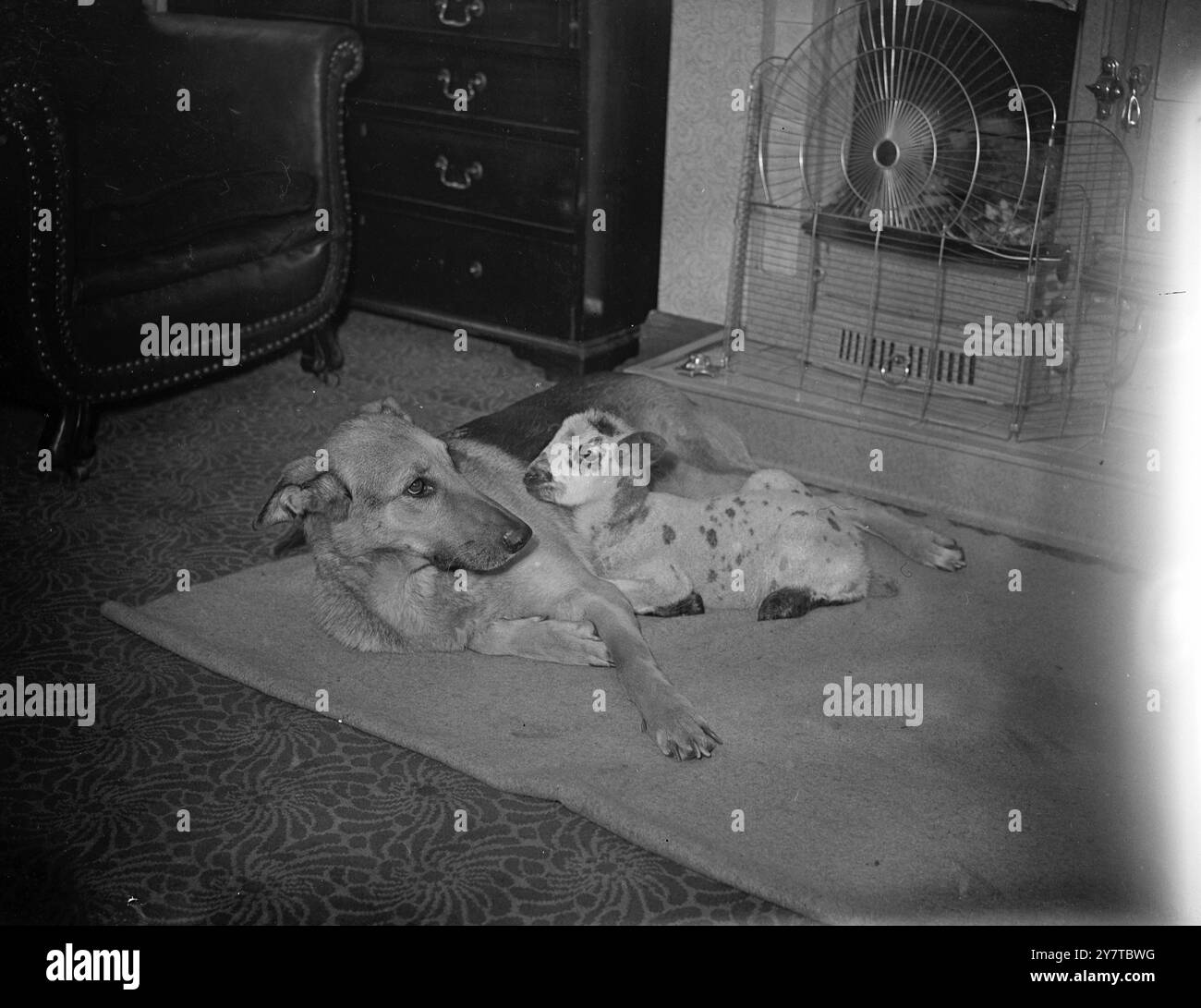 LADYS PET EST Un PETIT AGNEAU 7 avril 1950 mère nourricière de ce jeune agneau, baptisé Billy, est Lady, Alsacienne de neuf ans appartenant à M. et Mme Fred Everson de Wakefield, Yorks, et photographiée ici alors qu'ils se blottissent ensemble sur une couverture dans la maison des Everson. La mère de Billy est morte en donnant naissance à sa progéniture, mais dans l'heure, Lady a pris sa décision. Elle a adopté le petit paquet blanc. Ils passent leurs journées et leurs nuits ensemble blottis sur un lit improvisé dans le coin de la salle à manger. Mais Nina seulement un des 19 chiots de Lady encore à la maison, se sent un peu hors des choses. Banque D'Images