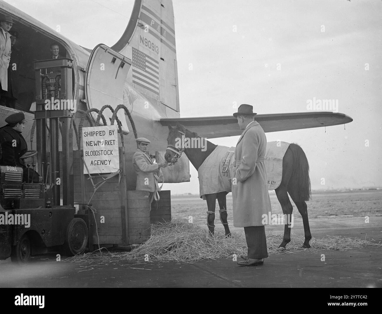 ROYAL FAREWELL 5 avril 1950 Royal Forest, dernières années Derby favori (il n'a pas été placé) tourne comme pour jeter un dernier coup d'oeil à l'Angleterre avant d'être emmené à bord d'un avion panaméricain à l'aéroport de Londres aujourd'hui (mercredi) pour le vol à destination de Rio de Janeiro. Le poulain, anciennement détenu par le major R Macdonald Buchanan, a été acheté par le millionnaire brésilien Roberto Seabra et rejoindra son haras, l'un des plus grands au Brésil. Banque D'Images