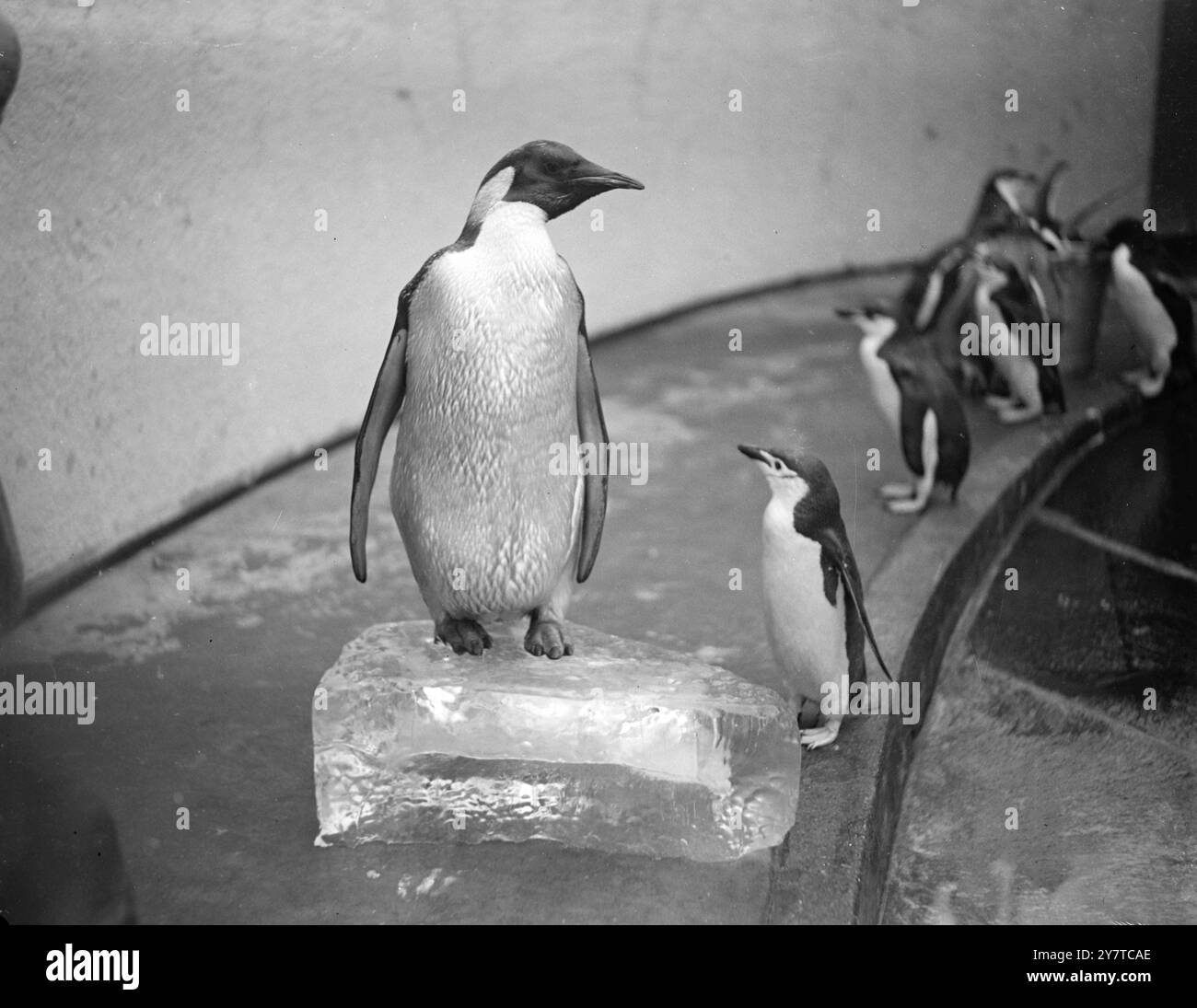 Se mettant sur un piédestal froid (un bloc de glace) , le premier manchot empereur du zoo de Londres regarde l'espace avec un regard froid alors qu'il fait sa première apparition publique dans la piscine des manchots aujourd'hui. Loin en-dessous, les pieds au sol, un pingouin annelé rend hommage. L'Empereur est l'un d'une paire (l'autre n'a pas survécu) qui ont commencé leur voyage de l'Antarctique à bord du navire de levé ' John Biscoe ' et ont ensuite été transportés en Grande-Bretagne depuis Montevideo. L'Empereur , une espèce antarctique est le plus grand de tous les pingouins. 31 mars 1950 Banque D'Images