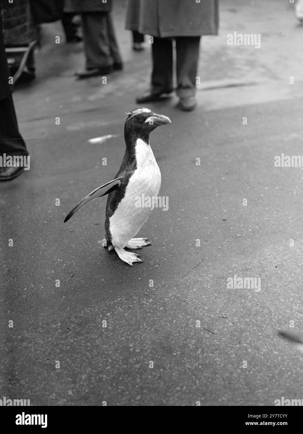 LES DÉBUTS DE DANDY'S Flipper Flipapping fait par un pingouin macaroni, gonflant sa poitrine comme si conscient de son importance est la première espèce à être vue dans le zoo de Londres depuis quelques années. Le macaroni, aussi dandifié que son homonyme habillé des siècles passés, a deux lignes de plumes jaunes sur la couronne. 15 mars 1950 Banque D'Images