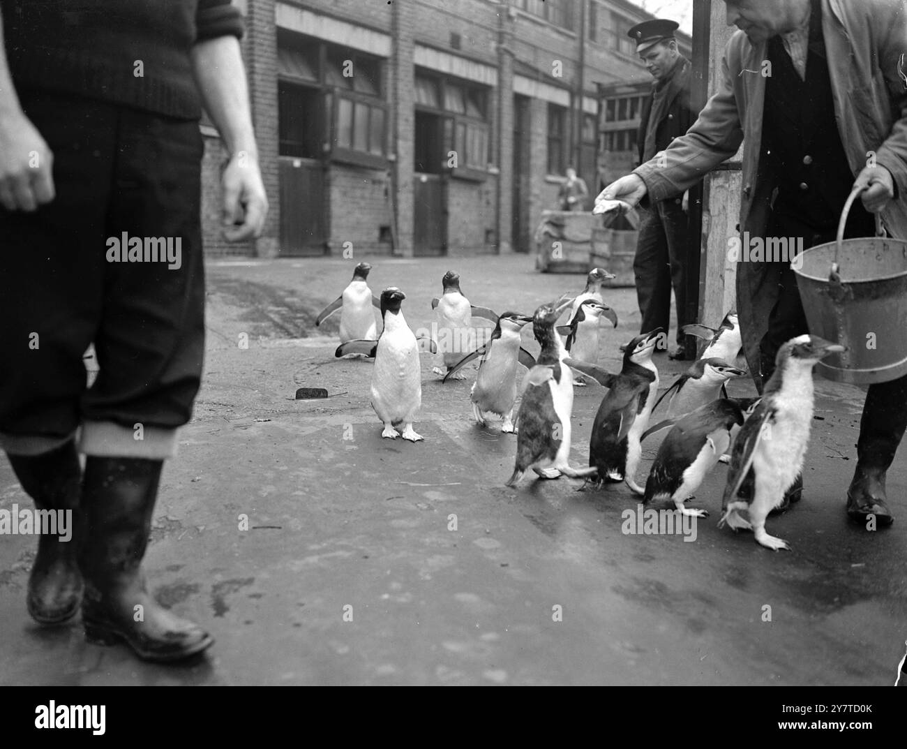 PARADE DES PINGOUINS C'est une file d'attente de poissons ordonnée au zoo de Londres car ces nouveaux arrivants pingouins ont leur premier repas en public après être venus de quarantaine, aujourd'hui. Les manchots, dont deux macaronis, sept anneaux et cinq gentoo, ont été présentés au zoo par l'enquête sur la dépendance de l'île des Malouines. 15 mars 1950 Banque D'Images