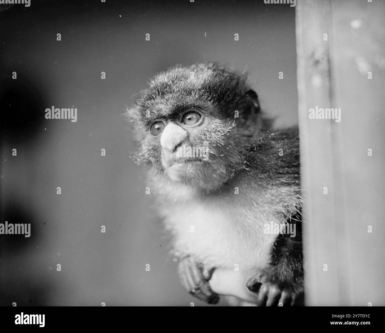 DE TELS VOISINS ! Un soupçon ronronnant qu'on lui ait donné la pire chambre de l'hôtel peut expliquer la perspective belliqueuse de ce singe au nez blanc. L'animal récemment arrivé au zoo de Londres en provenance d'Afrique de l'Ouest, est maintenant cantonné dans la maison des rongeurs. 17 mars 1950 Banque D'Images