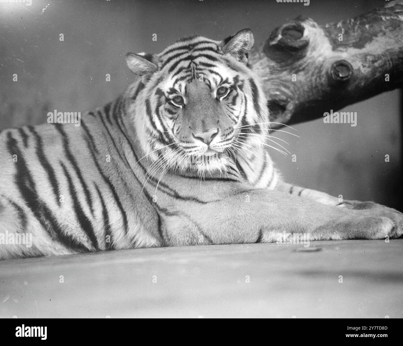 SOUVENIRS BACCHA-NALIAN C'est peut-être le souvenir de longues fêtes lointaines qui ont mis l'expression étrangement bénigne sur les bavettes rayées de BACCHA , le tigre , reposant bienveillamment dans sa tanière au zoo de Londres . Ou , avec la langue -bout savourant délicatement les lèvres moussées comme n'importe quel chat au coin du feu , il pense juste aux joies à venir . 6 novembre 1950 Banque D'Images
