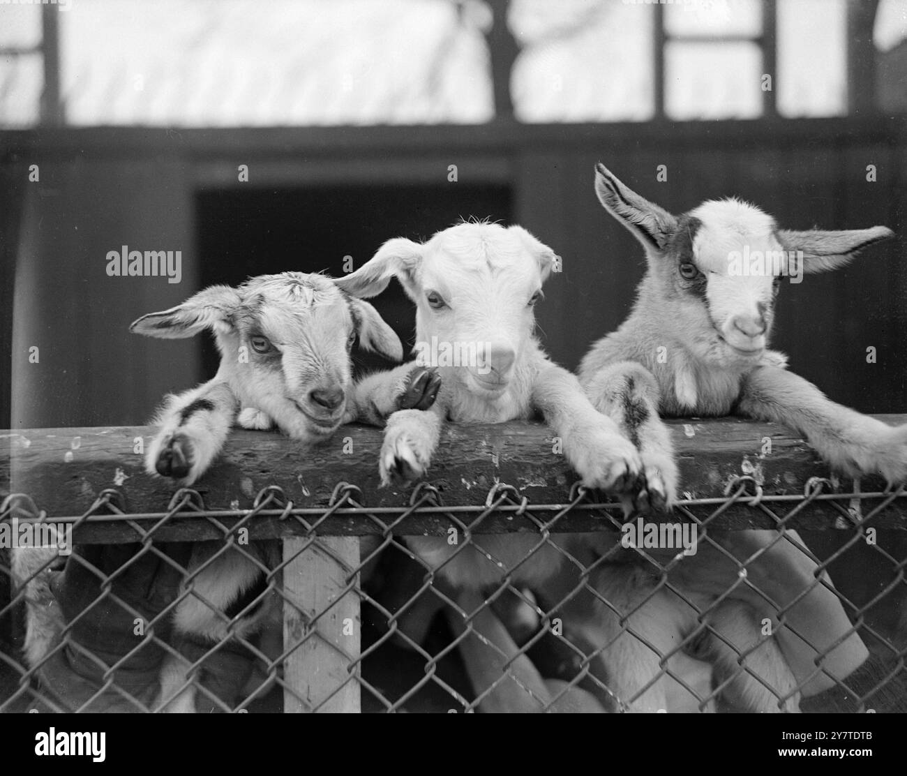 REGARDEZ D'ABORD les images et les sons d'un monde étrange apportent des regards d'émerveillement aux caractéristiques de ces triplés d'enfants croisés de 2 jours, photographiés ici comme ils jettent un regard furtif sur les balustrades de l'enceinte dans le zoo pour enfants du zoo de Londres. De gauche à droite, les nouveaux arrivants sont : Rita, Tug et Cos . 6 mars 1950 Banque D'Images