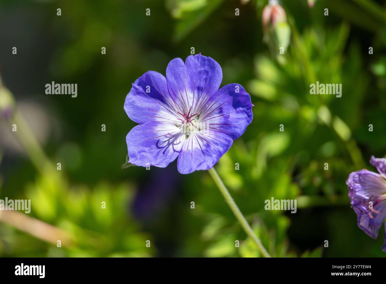 Close-up d'un bleu/violet fleurs geranium pratense (Géranium sauvage) sur fond vert floue. Selective focus Banque D'Images