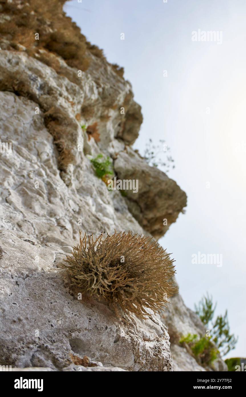 Roccella fruticose lichen (Roccella phycopsis) suspendu aux falaises côtières de la Mola (Formentera, Îles Pityusic, Îles Baléares, Espagne) Banque D'Images