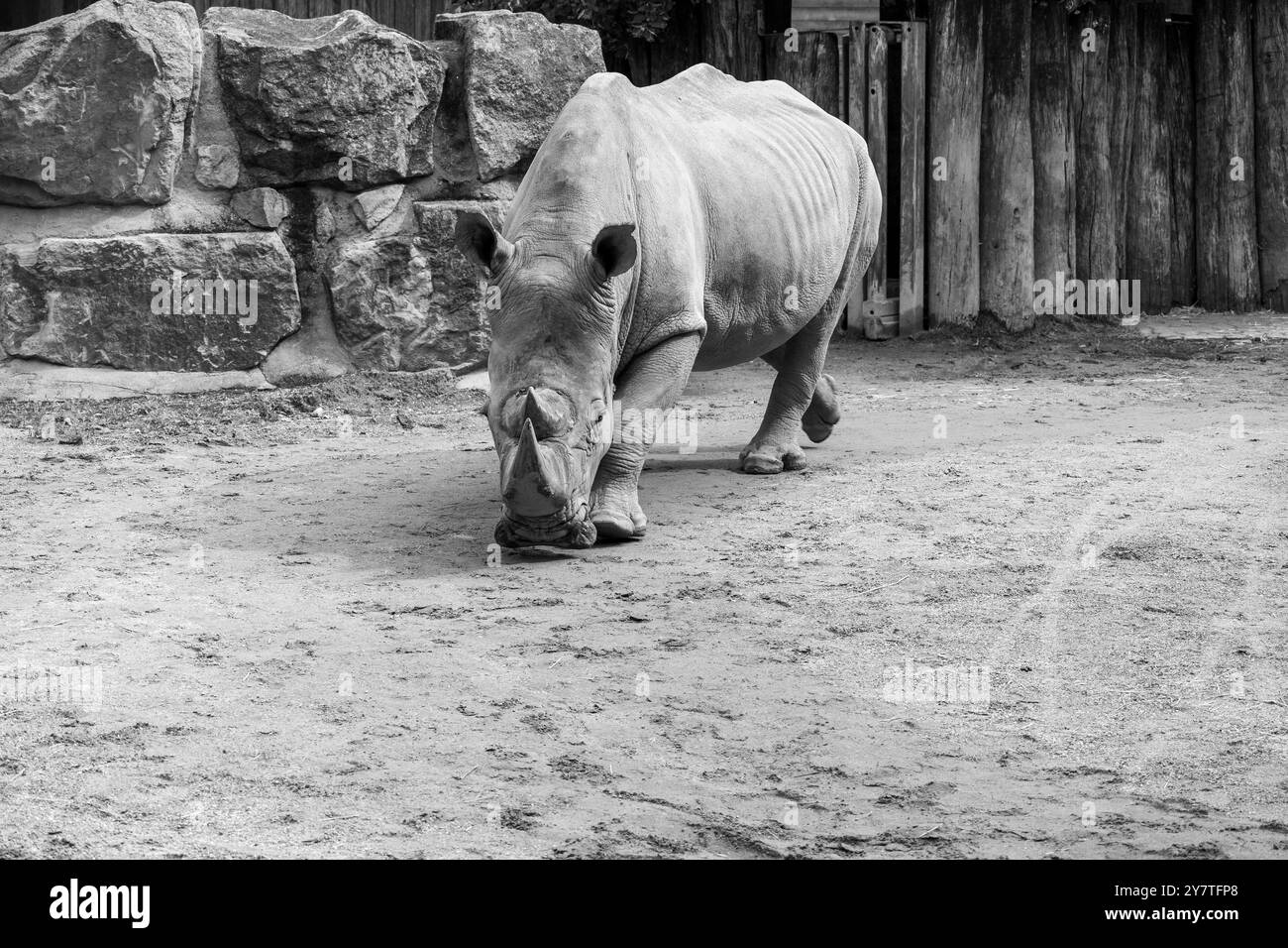 Gros plan d'un rhinocéros dans le zoo Banque D'Images