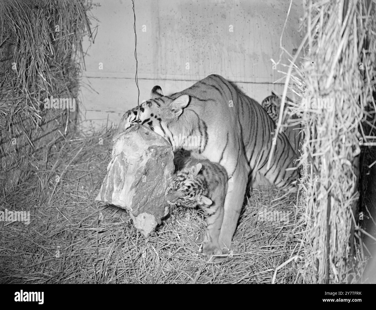 GROSSE BOUCHÉE ET PETITE BOUCHÉE deux côtés d'un repas carré comme la tigresse malaisienne PAULINE et l'un de ses petits, WENDY, font une attaque à deux volets sur la ration de viande au zoo de Whipsnade, Bedfordshire . L'autre petit de Pauline , PAMELA , est vu temporairement avoir pris place derrière sa mère . Les oursons sont nés il y a quelques semaines. 1er février 1950 Banque D'Images