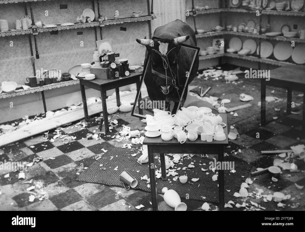 J'AI ÉTÉ PIÉGÉ POUR FAIRE ÇA ! Malvern, Worcester, Angleterre: "Si jamais quelqu'un a été piégé, c'est moi", pense Madersfield Champion, un taureau Red Ayrshire de quatre ans, alors qu'il se bouscule - oui, tout comme un taureau dans un magasin de porcelaine. OH !, mais quel gâchis. Ce sont vraiment des tasses, des verres, des assiettes, des vases qui entourent le champ ? La réponse est oui. Comment le taureau a créé une telle scène de destruction sera raconté dans un film documentaire de 20 minutes qui traite de l'histoire de la porcelaine de Worcester. Alors que Madersfield Champion était occupé à créer les ravages, les caméras filmiques tourbillonnaient et enregistraient le même niveau habituel Banque D'Images