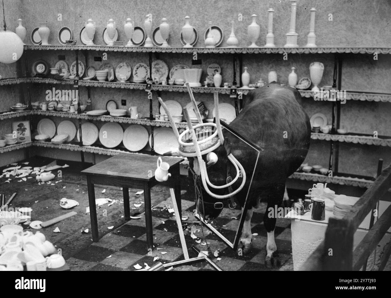 BULL DANS LA BOUTIQUE DE CHINE - PAS DE BLAGUE! Malvern, Worcester, Angleterre : ce taureau a-t-il vraiment une chaise et un cadre autour de sa tête, et est-ce vraiment un magasin de porcelaine dans lequel il se trouve ? La réponse à ces deux questions est oui. Le cliché familier de « Bull in a China Shop » s'est réalisé lorsque le champion de Madersfield, un Red Ayrshire âgé de quatre ans, a été lâché dans ce magasin de chine près d'ici. Le champ a en fait été encouragé à faire un bon show en créant une scène de destruction parmi les beaux vases, verres, tasses, soucoupes et autres vaisselle. Ce qui s'est passé entre le mot "aller" et le moment où le taureau a été emmené, sera à Banque D'Images