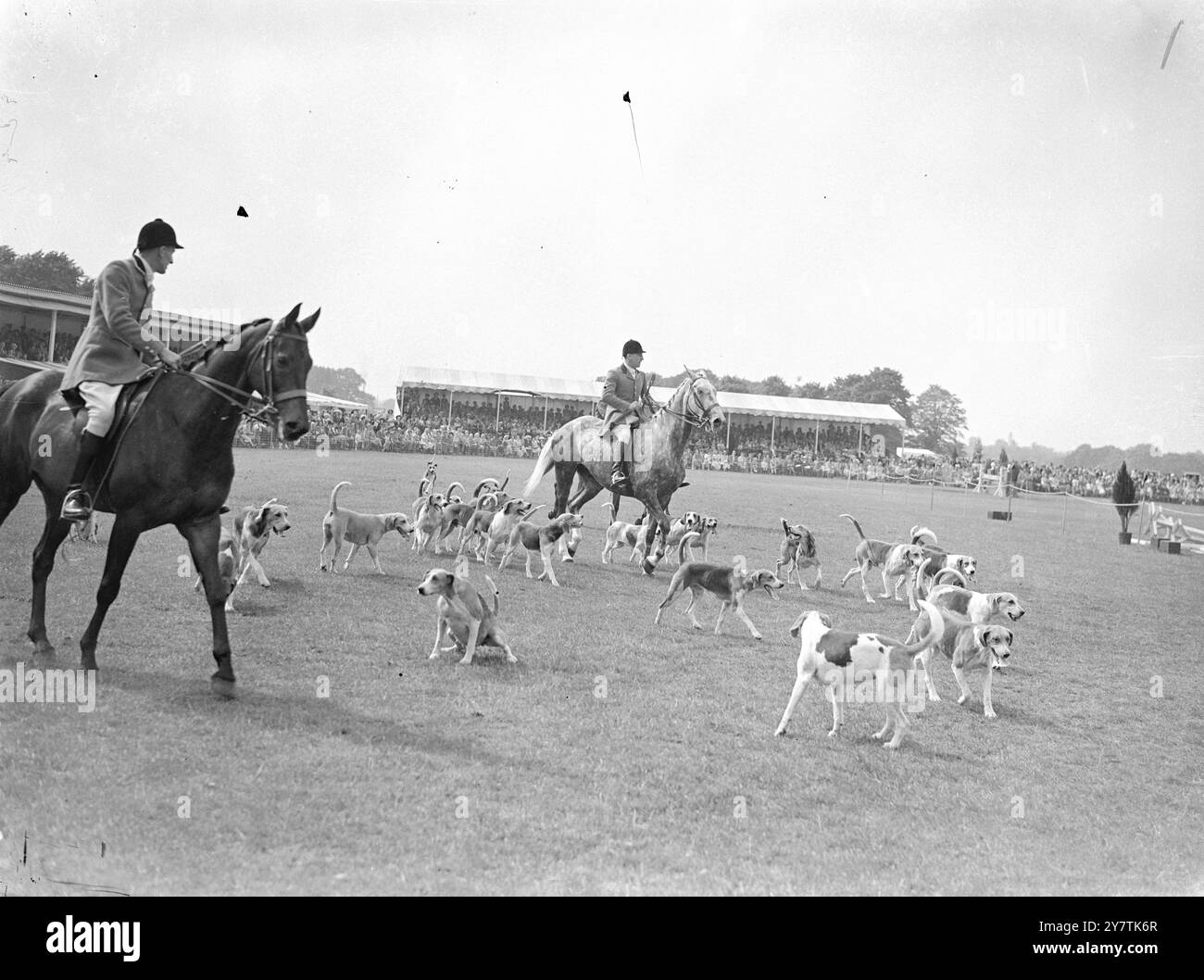 Hounds dans le ring les Old Surrey et Burstow Fox Hounds , sous la direction du Huntsman Jack Champion , défilent sur le ring au Richmond ( Surrey ) Royal Horse Show. Ces défilés de différents packs britanniques notables sont une caractéristique du spectacle de trois jours du 10 juin 1949 Banque D'Images