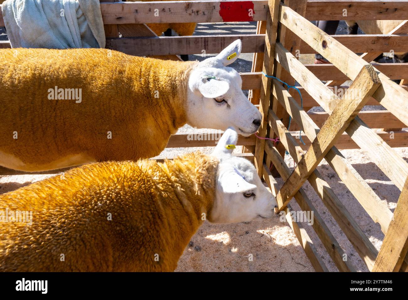 Mouton à face blanche, foire aux moutons de Masham, Masham, près de Ripon, North Yorkshire, ROYAUME-UNI Banque D'Images