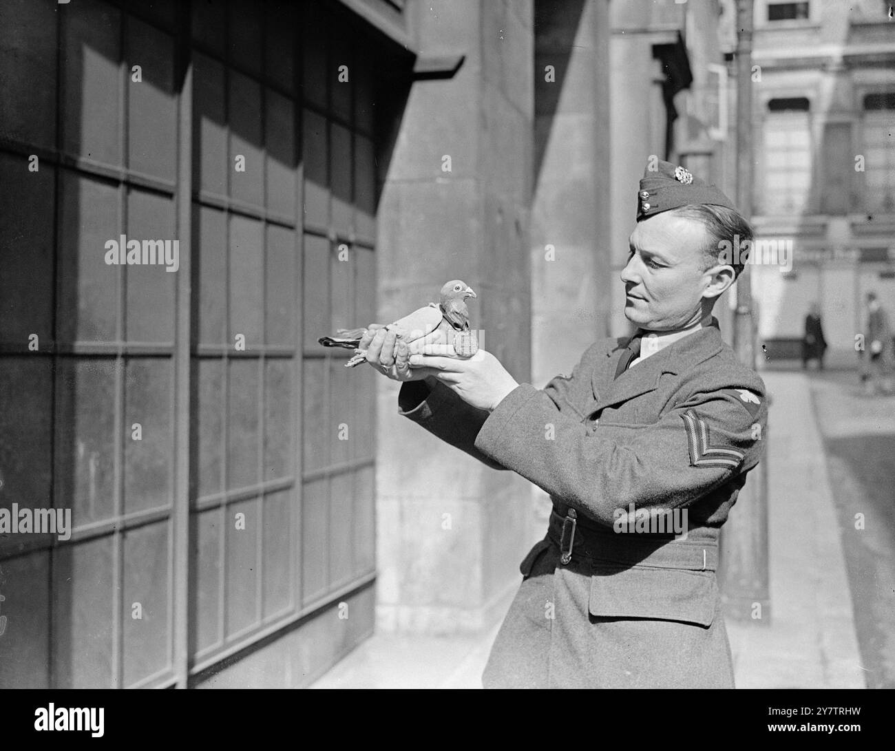 Le pigeon du roi gagne le prix pour galanterie 'Royal Blue ' , le pigeon de course du roi et le premier transporteur de la guerre à apporter un message d'un avion atterri de force sur le continent , a été investi avec la VC des animaux - la médaille Dickin. En octobre 1940, cet oiseau a été relâché en Hollande à environ 120 milles de la base à 16 h 07,20 et est arrivé à Sandringham à 16 h 11,50 le même jour avec des renseignements sur la situation de l'équipage. Photos : Caporal A Randall, RAF avec le King's Pigeon 'Royal Blue' après qu'il ait été investi de la médaille à Londres le 12 avril 1945 Banque D'Images