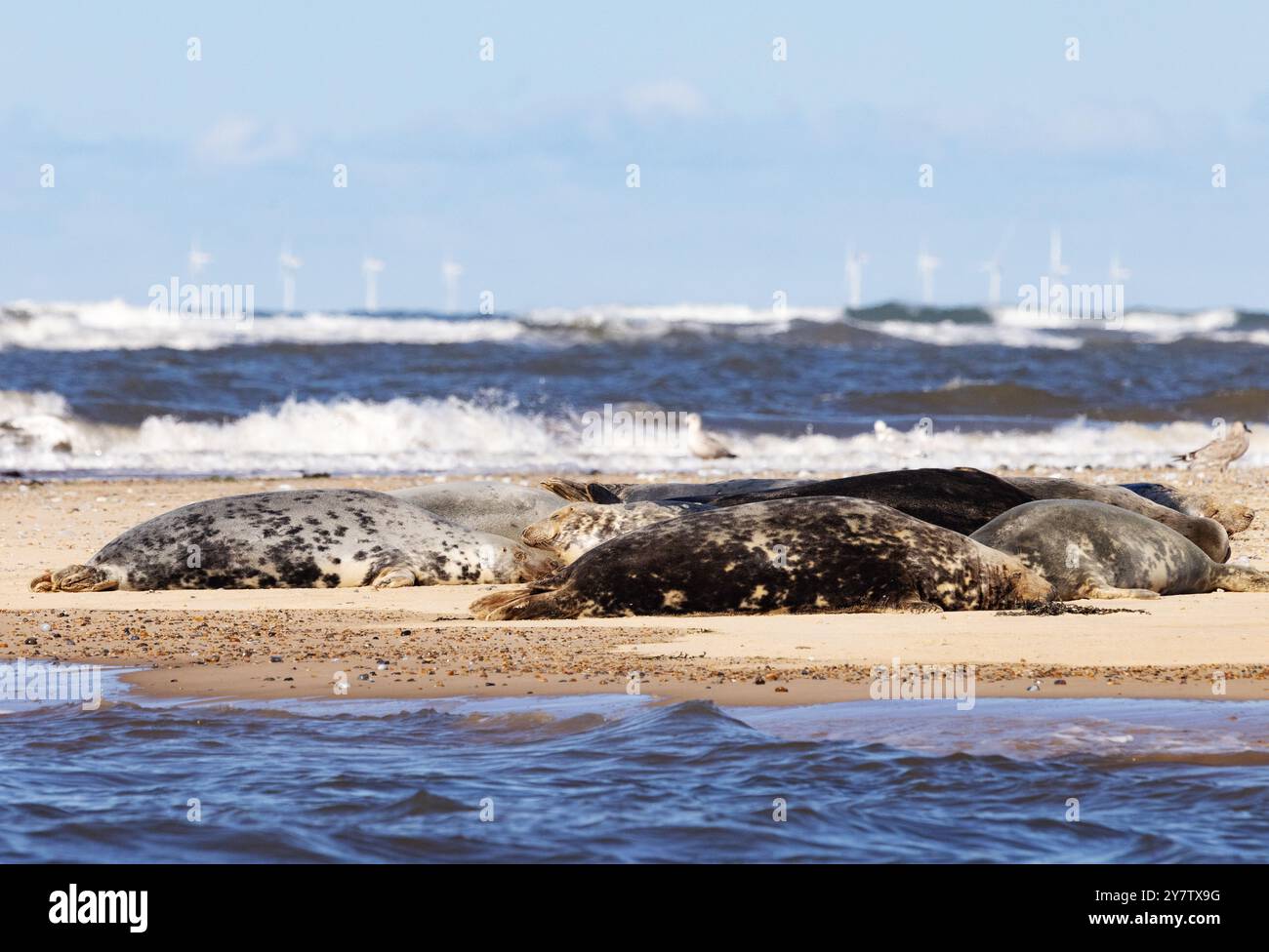 Un groupe de phoques gris (Halichoerus grypus) avec un parc éolien offshore à énergie verte ; Blakeney point, côte nord de Norfolk, Blakeney, Norfolk UK Banque D'Images