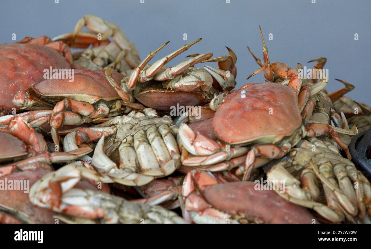 San Francisco, Californie -- des crabes Dungeness pile sont en vente au Fisherman Wharf à San Francisco le 17 novembre 2008, juste avant l'ouverture de la saison du crabe Banque D'Images