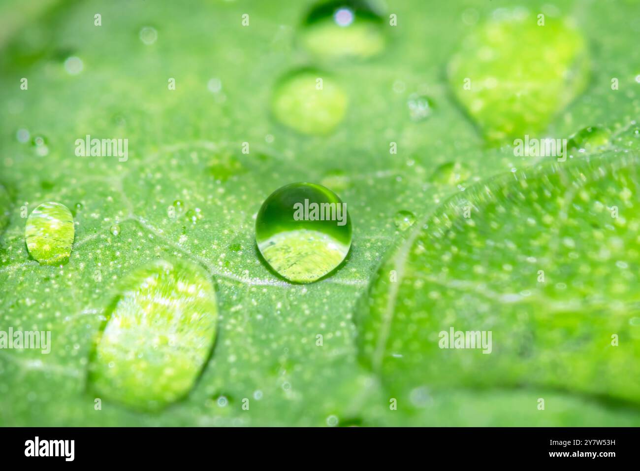 les gouttes d'eau se rapprochent sur fond vert Banque D'Images