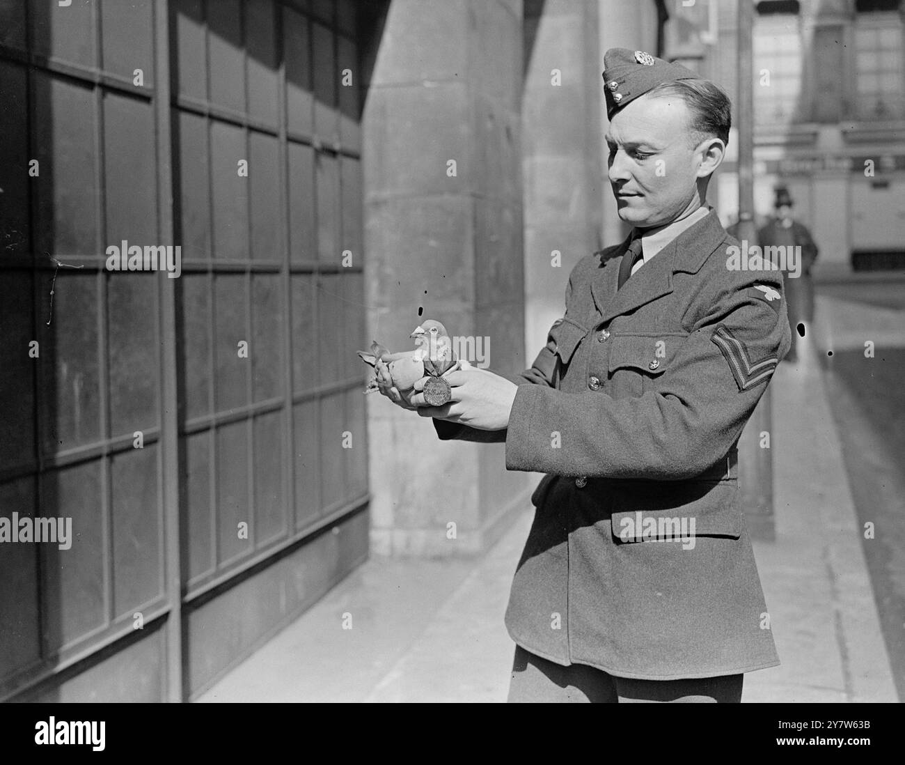 LE KING ' S PIGEON WINS AWARD POUR BRAVOURE 'Royal Blue' le pigeon de course du Roi et premier transporteur de la guerre a porté un message d'un avion de force atterri sur le continent a été investi avec la 'VC des animaux - la médaille Dickin. En octobre 1940, cet oiseau a été relâché aux pays-Bas à environ 120 milles de la base à 16 h 07,20 et est arrivé à Sandringham à 16 h 11,50 le même jour avec des renseignements sur la situation de l'équipage. Photos : caporal A Randall RAF avec le Kings Pigeon ' Royal Blue ' après qu'il eut été investi de la médaille à Londres le 12 avril 1945 Banque D'Images