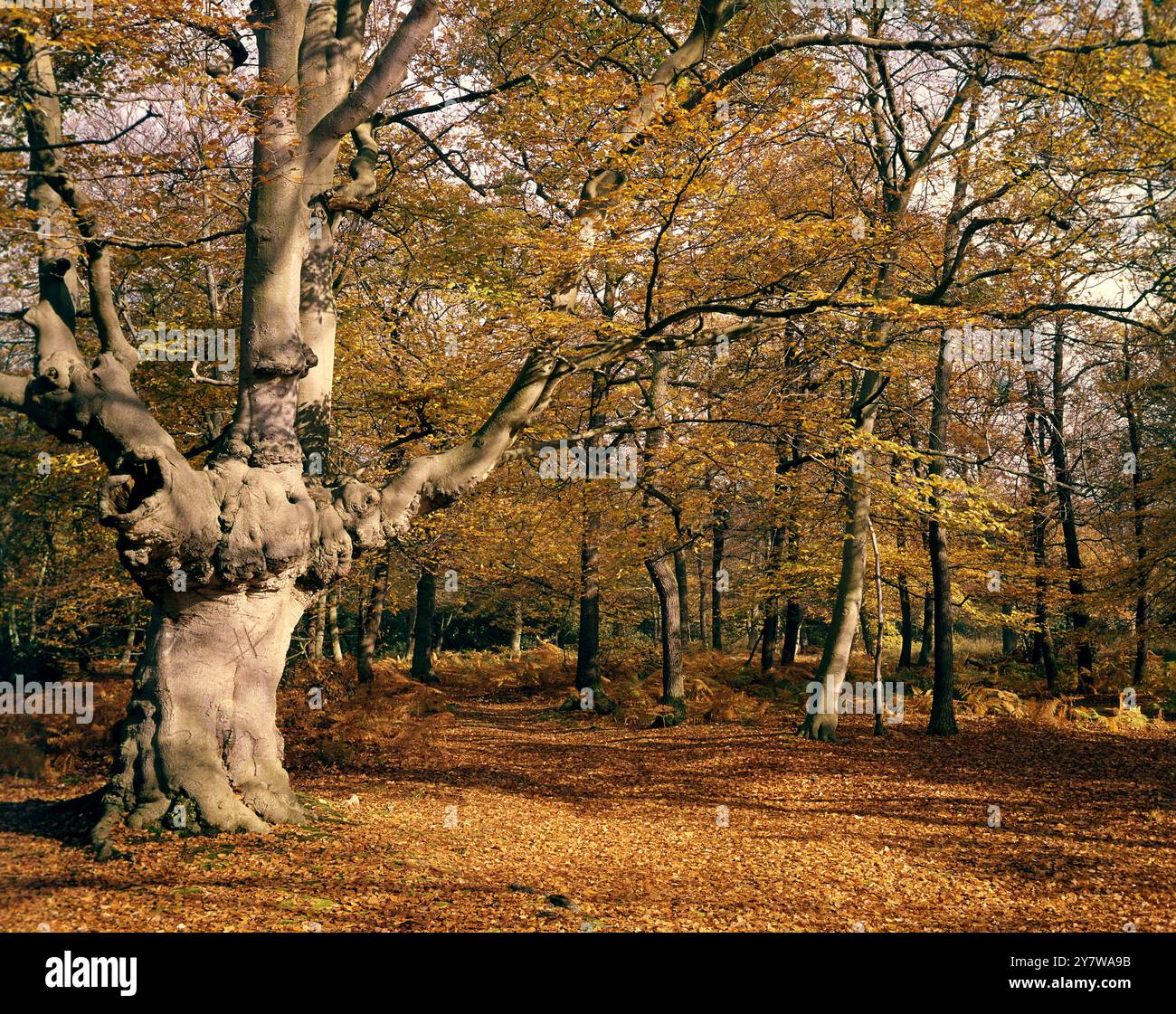 Burnham Beeches, Bucks - Burnham Beeches est une zone de 540 acres (220 hectares) de bois anciens, située près de Farnham Common, Burnham et Beaconsfield, à environ 30 km (20 miles) à l'ouest de Londres, en Angleterre. La forêt a été régulièrement pollardée, avec de nombreux arbres maintenant vieux de plusieurs centaines d'années. Leur âge, et la quantité de bois mort à l'intérieur et autour d'eux, signifient que la forêt est riche en faune. Plus de soixante des espèces de plantes et d'animaux ici sont rares ou menacées à l'échelle nationale. La zone est protégée en tant que réserve naturelle nationale, site of Special Scientific Int Banque D'Images