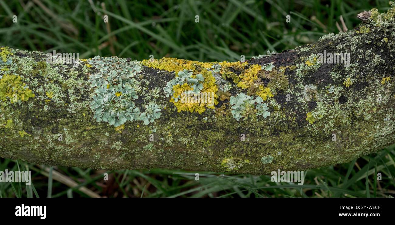 Lichens mélangés (lichen solaire maritime, lichen vert commun) sur une branche de chêne, Banque D'Images