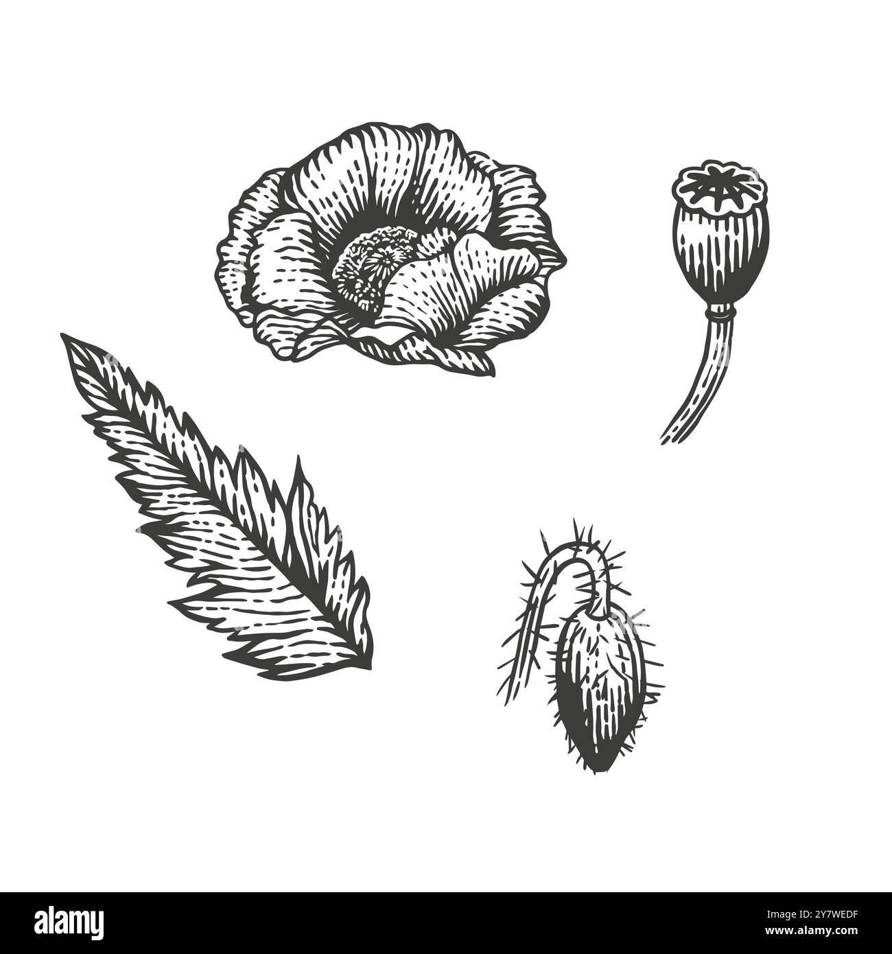 Illustration vectorielle d'esquisse de graines de pavot et de fleurs Illustration de Vecteur