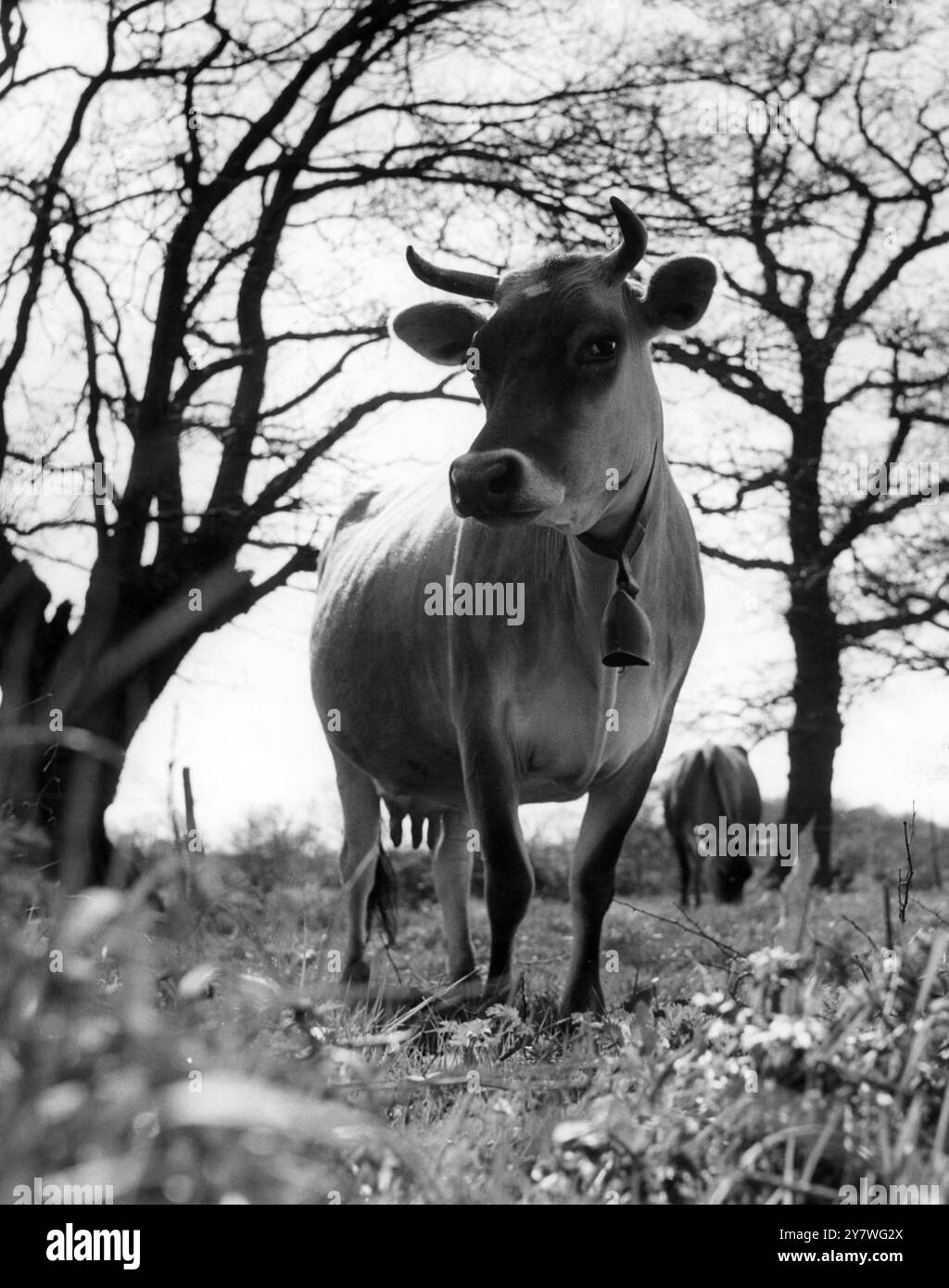 gros plan d'une vache en jersey avec une cloche autour du cou non datée Banque D'Images