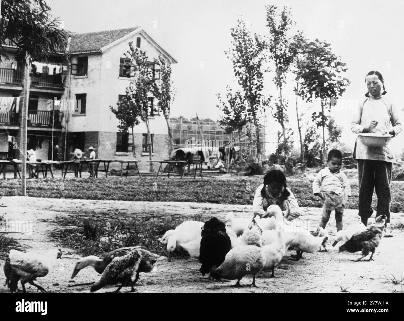 Peiping . Les membres d'une commune populaire chinoise nourrissent la volaille qu'ils ont été encouragés à élever seuls pour augmenter leurs revenus. 1959 Banque D'Images