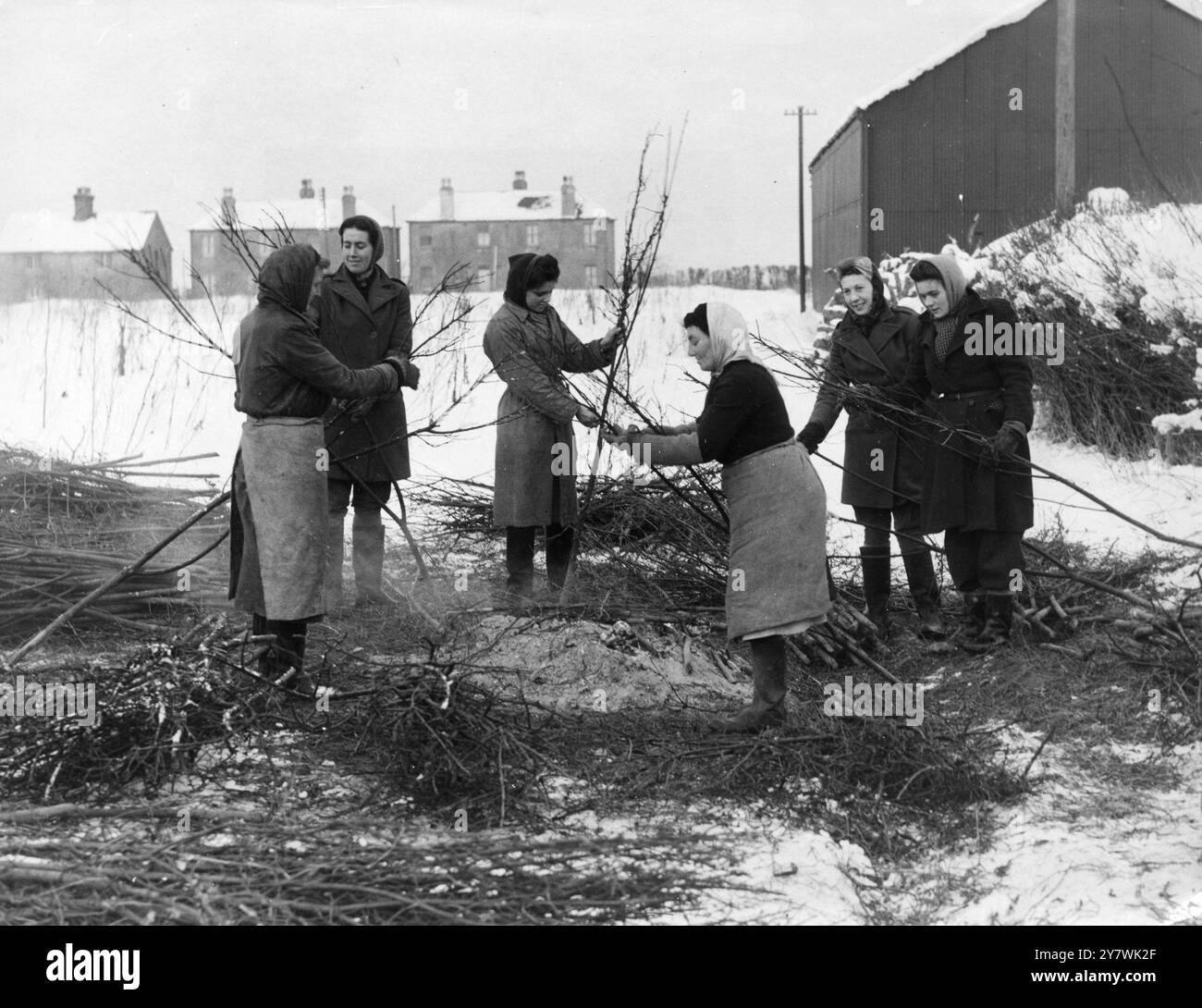 Land Army Girls habillées chaudes pour ramasser les boutures 1950 Banque D'Images