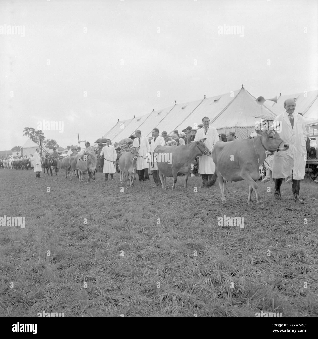 The Edenbridge and Oxted Show - 2 août 1960 le défilé du bétail de Jersey dirigé par le champion de Jersey de C. W. Mason 'Solkhersh Dreaming Pride' crédit : John Topham / TopFoto Banque D'Images