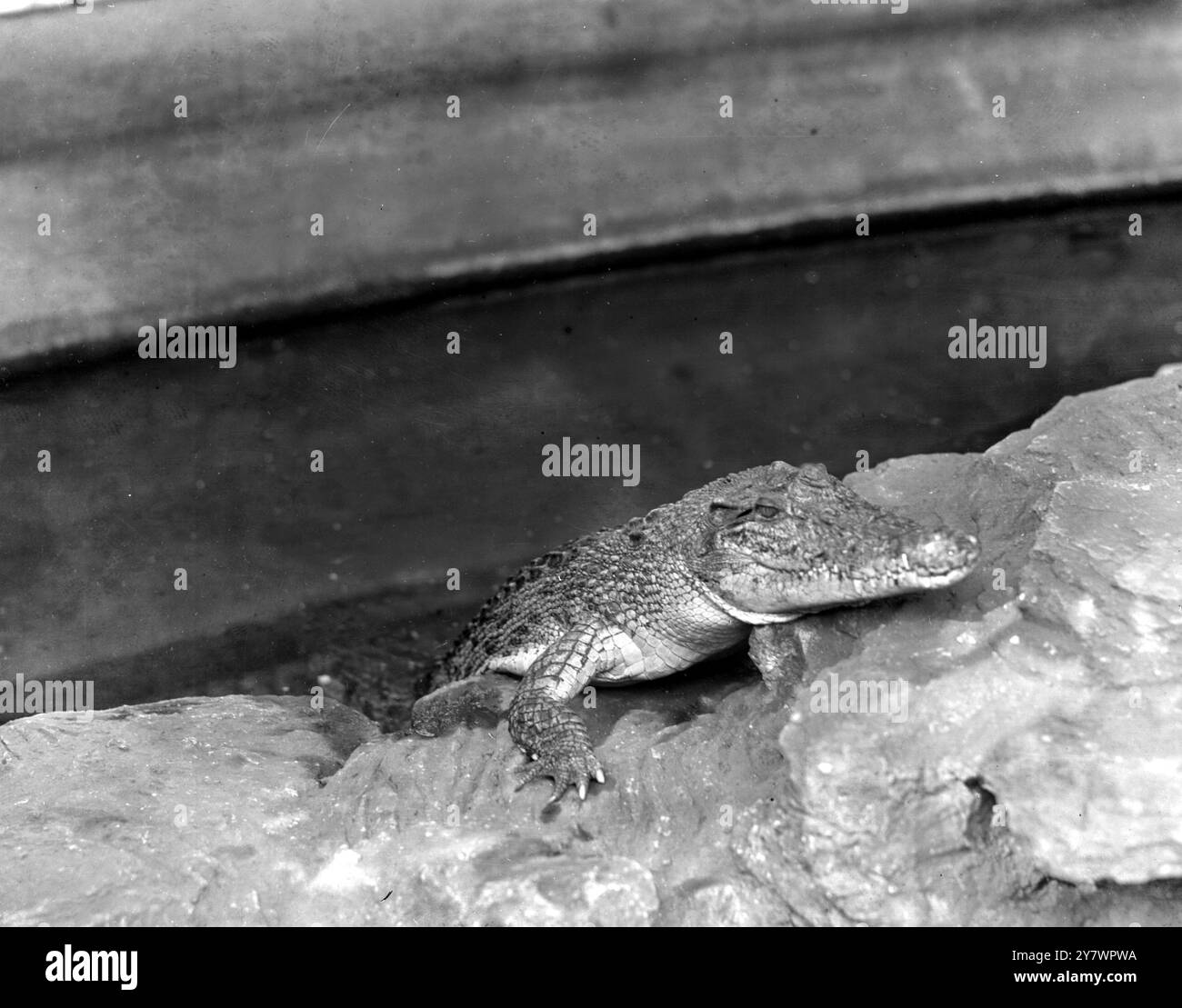 Le crocodile au zoo , Angleterre ©TopFoto Banque D'Images