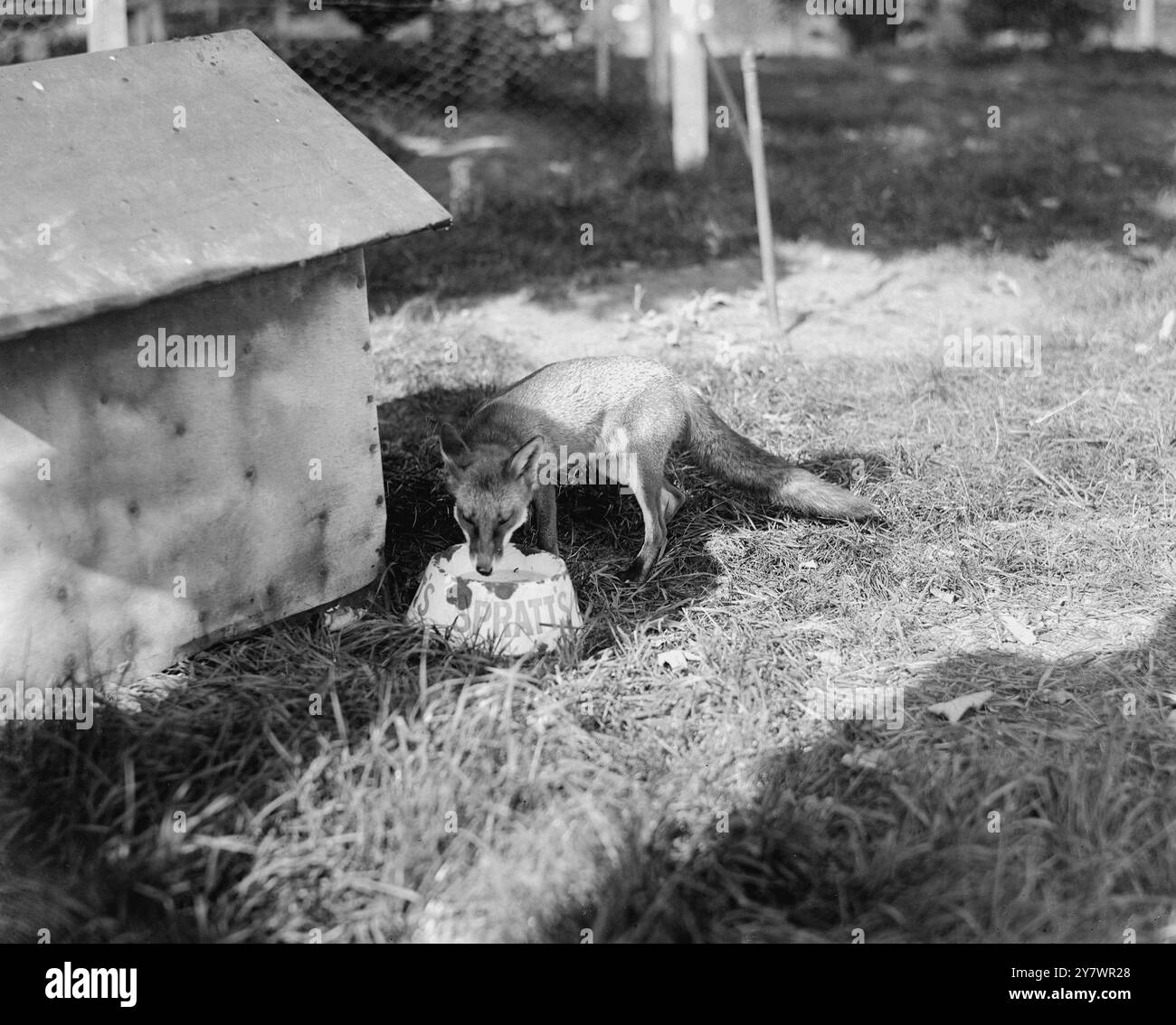 Ville de Llandrindod Wells à Powys - pays de Galles Un renard se lie d'amitié avec un chien (non vu sur la photo) buvant dans son bol d'eau ©TopFoto Banque D'Images