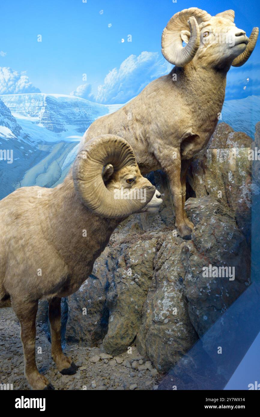Chèvres exposées dans un musée, mettant en évidence leurs caractéristiques biologiques et leur rôle écologique dans leurs habitats. Banque D'Images
