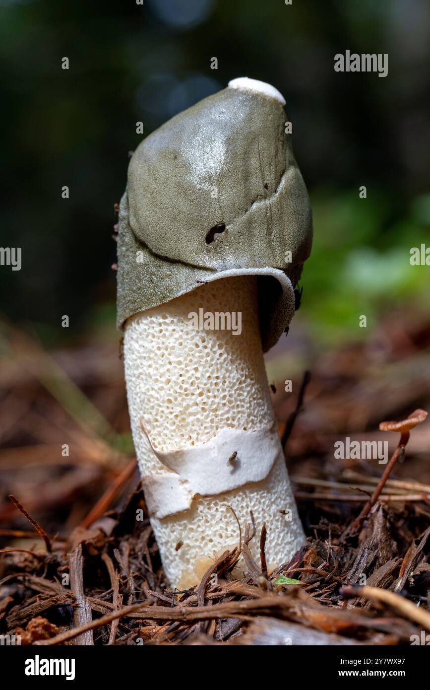 Ravenel's Stinkhorn (Phallus ravenelii) - Brevard, Caroline du Nord, États-Unis Banque D'Images