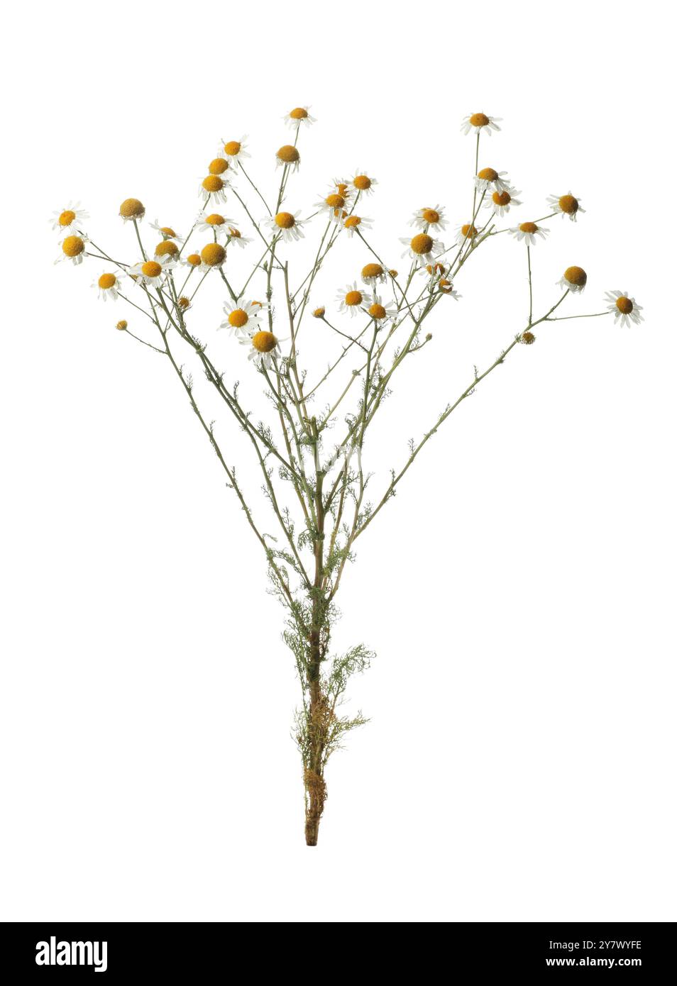 Beaucoup de belles fleurs de camomille sur fond blanc Banque D'Images