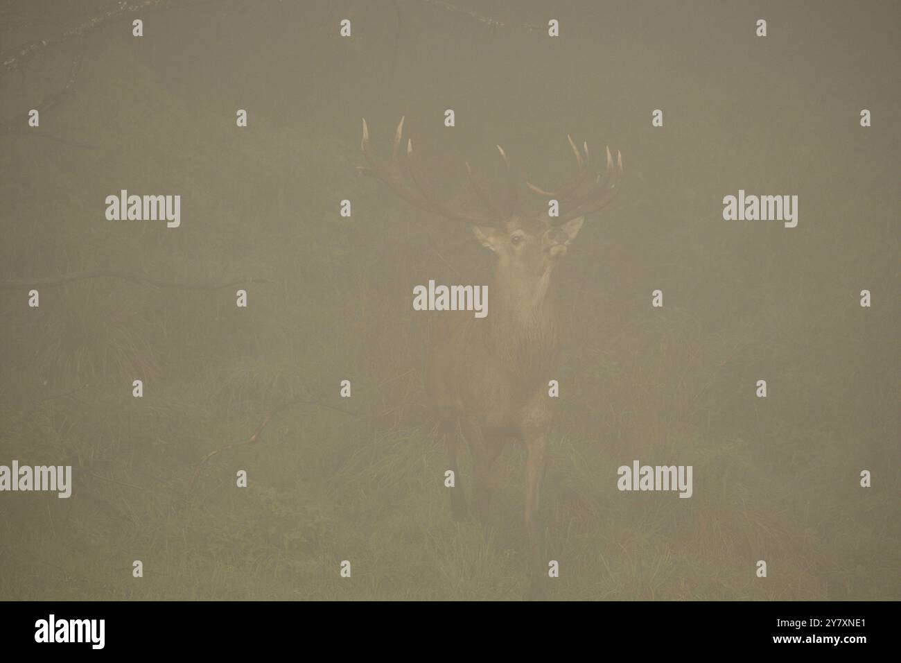 Cerf rouge (Cervus elaphus) cerf dans le brouillard pendant l'ornière, Allgaeu, Bavière, Allemagne, Allgaeu, Bavière, Allemagne, Europe Banque D'Images