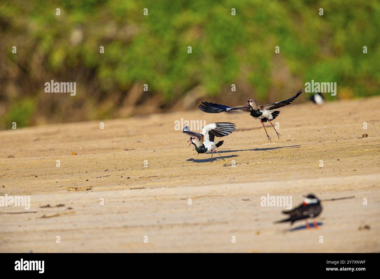 Bronze lapwing (Vanellus chilensis) Pantanal Brésil Banque D'Images