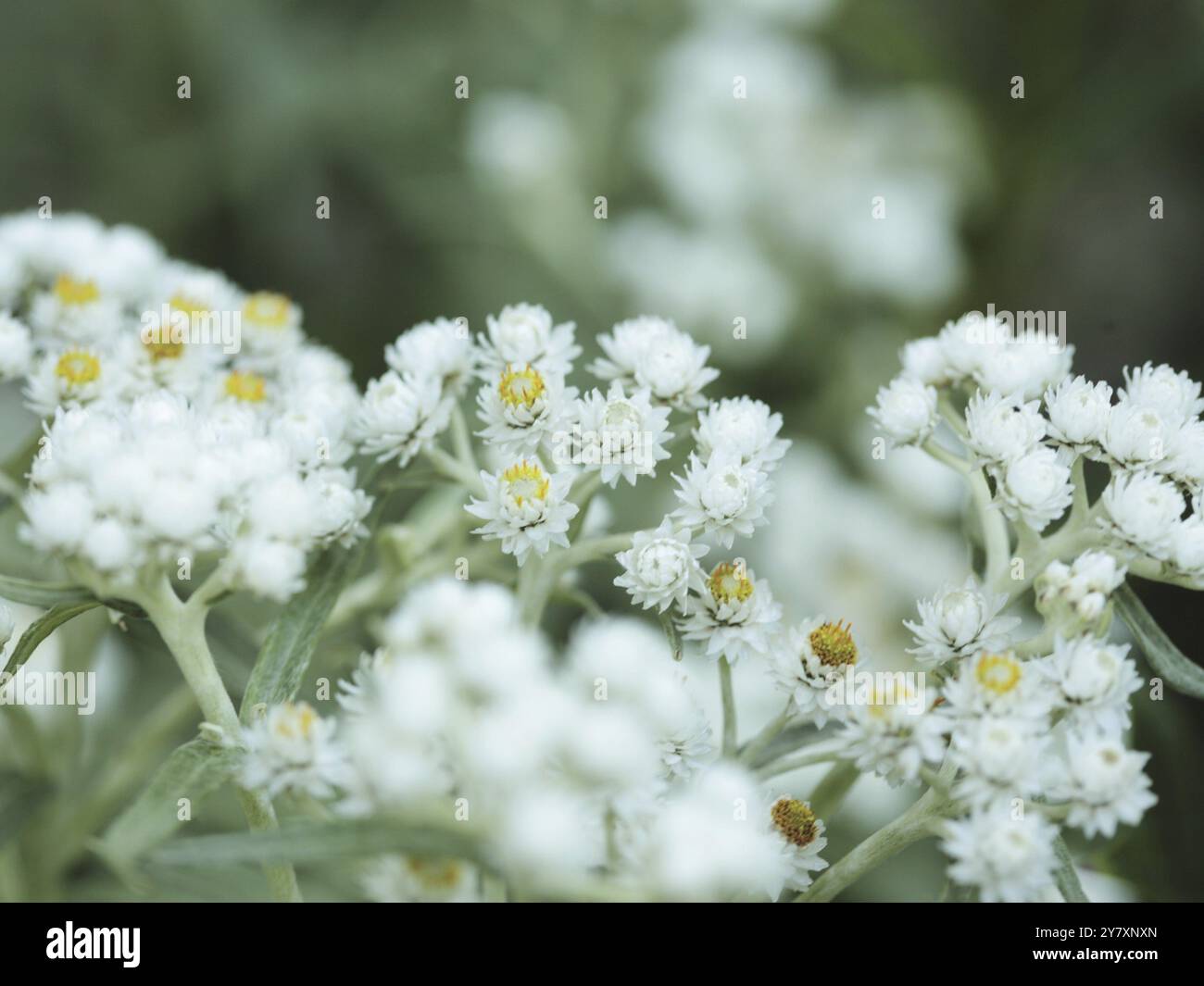 Anaphalis margaritacea - panier de perles à grandes fleurs Banque D'Images